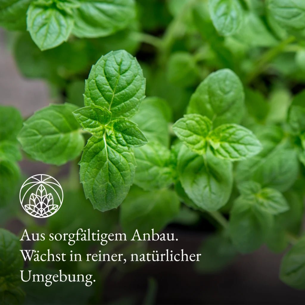 Nana menta (200g)