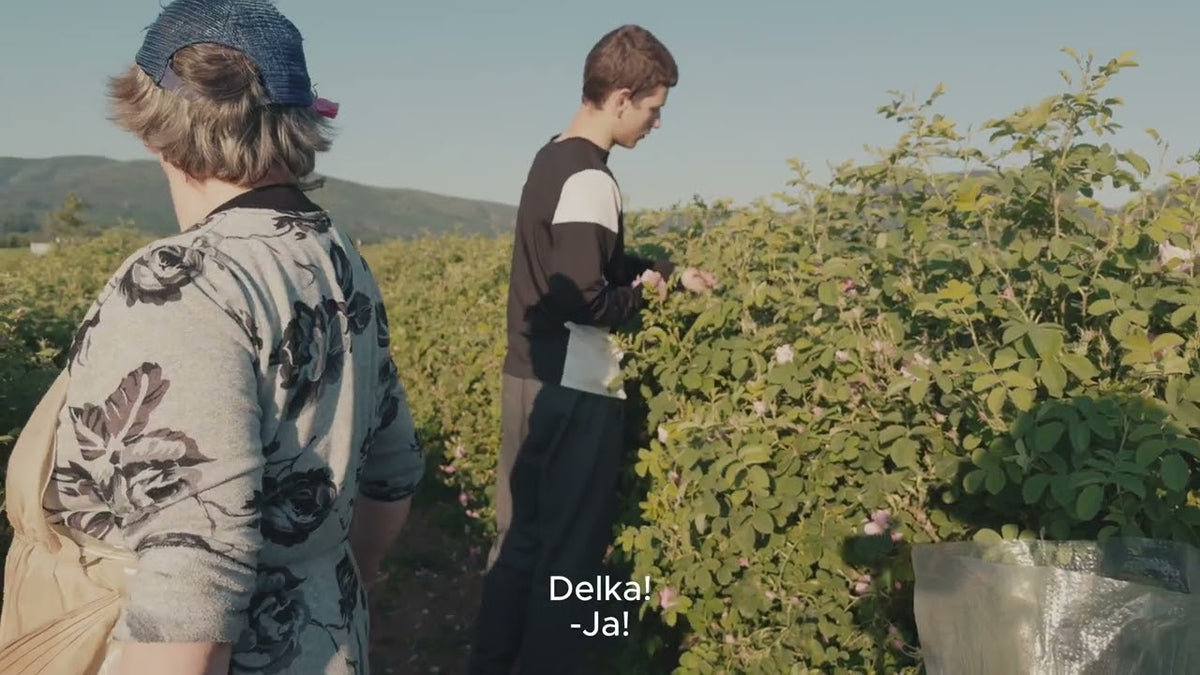 The harvest, filmed before sunrise in the Rose Valley